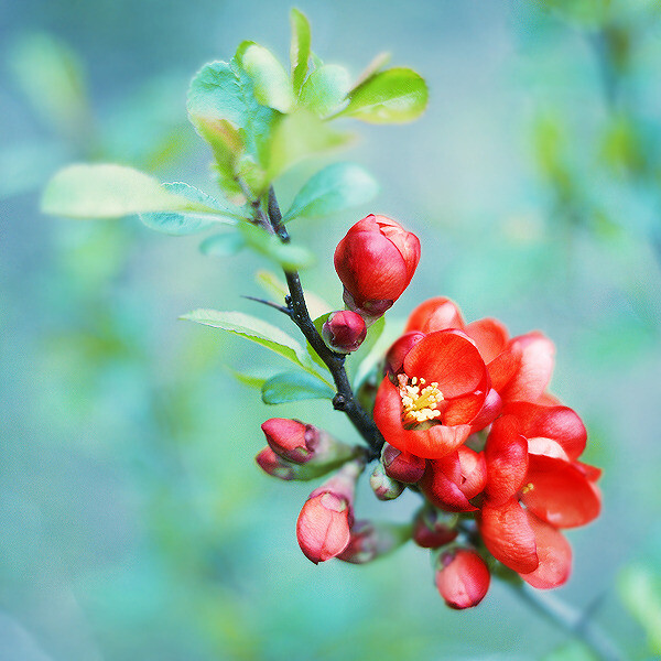 一掌海棠红