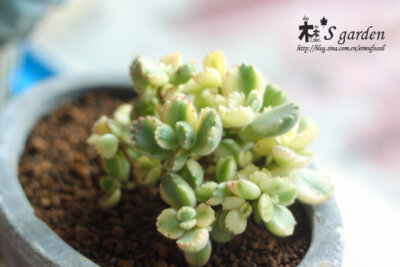 玻璃房建设前留恋