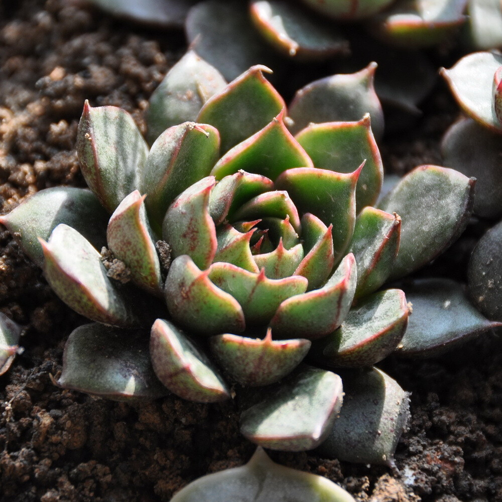 Echeveria Purpusorum cv.【小和锦】EcheveriaPurpusorumcv.【小和锦】 景天科拟石莲花属，大和锦的杂交种，厚实的叶片上，有漂亮的红褐色花纹。相比大和锦，尺寸更加迷你可爱。生长缓慢，阳光充足的条件下，叶片会形成紧凑聚拢的状态，若是光线不足，叶片会松散开来，红色也会减退。春秋生长季节，土干透后，浇透水。夏季避免烈日炙烤，放在通风明亮的地