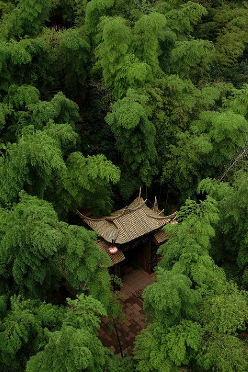 【蔓纪】竹林深处