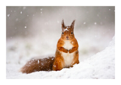 Photograph Let it snow by Jules Cox