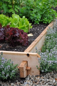 Raised bed with lemon thyme border! &lt;3