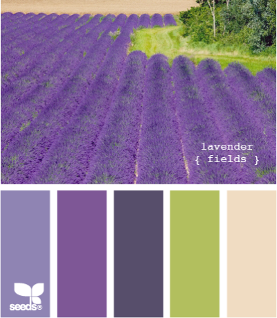 LavenderFields500.pn...