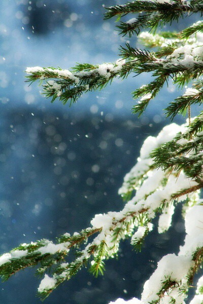 大雪压青松