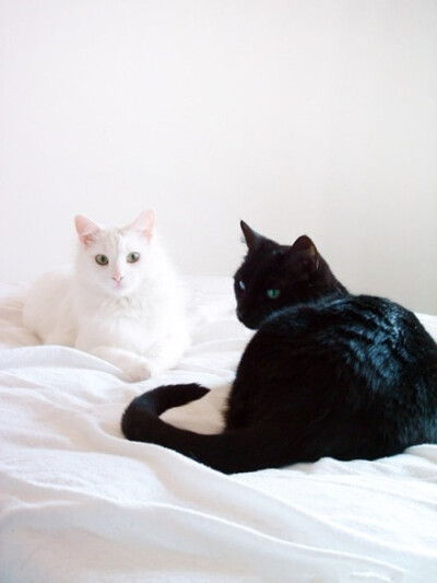 一黑一白〜喵〜