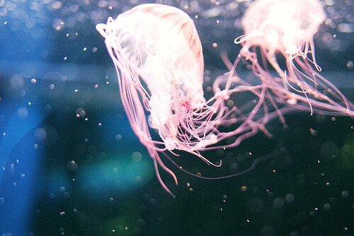 ஐ ɞ Jellyfish ʚ、水母、jellyfish、水下精灵