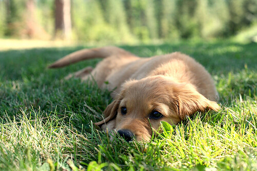 adeline in wonderland、