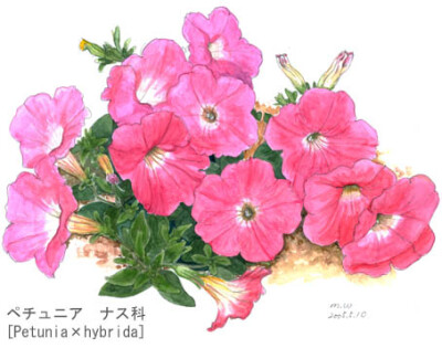 5月-petunia050510、若松倫夫、日本、水彩、植物、若松伦夫