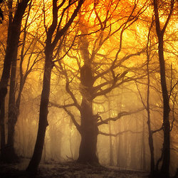 Janek Sedlar