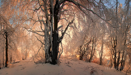 Janek Sedlar