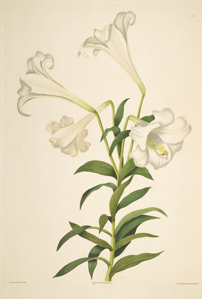 Illustration of Lilium Longiflorum.