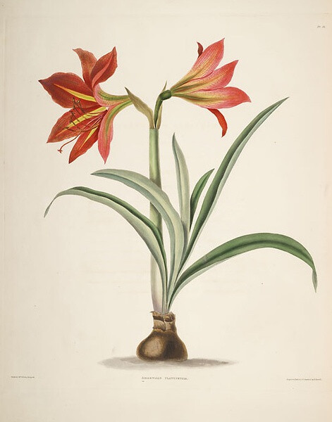 Illustration of Amaryllis Platypetala.