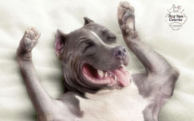 斗牛犬篇：heaven-of-pitbull