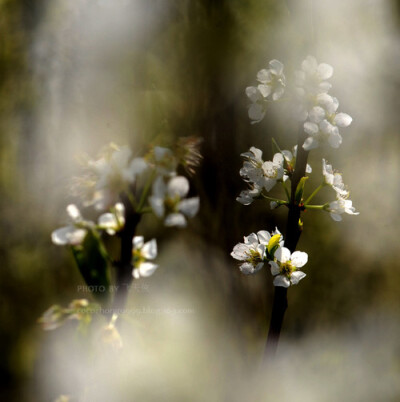 李子花。