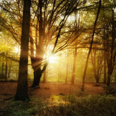 Wandering in the Woods, Oer-Wout