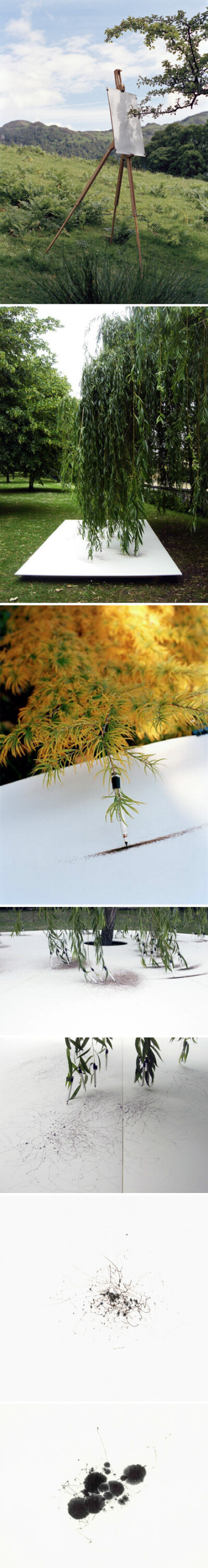 Tim Knowles - Tree Drawings (2006)植物画画