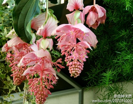 { 宝莲花，学名：Medinilla magnifica ，别名：珍珠宝莲、美丁花，野牡丹科、酸脚杆属。原生于东南亚热带地区。 }