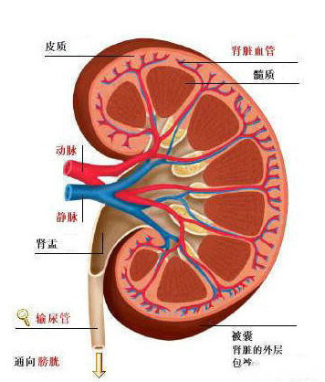 【中医泡脚补肾小偏方】①泡脚时加入几块打扁的生姜，散寒，改善手脚冰凉；②白醋泡脚，滋润皮肤消除疲劳，改善睡眠障碍；③艾草加红花可改善静脉曲张、血液循环不好、手脚麻或瘀血；④老醋泡脚（米醋或老陈醋）在一定程度上可以治疗脚气。