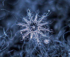 司叹雪微影 - 影 - 1688坛 - 说霞园