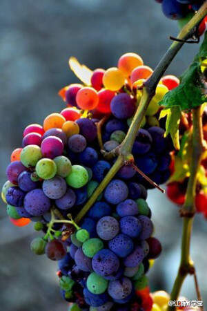 葡萄变色的时候是什么样的？葡萄酒丰收前从绿色变紫色叫 veraison