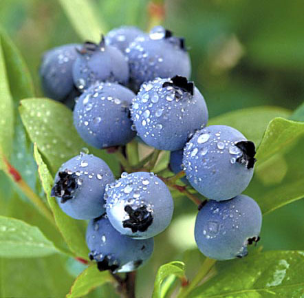 蓝莓~蓝莓（Blueberry），意为蓝色的浆果之意。一种是低灌木，矮脚野生，颗粒小，但花青素的含量很高；第二种是人工培育蓝莓，能成长至 240cm 高，果实较大，水分较多，花青素含量相对偏低。全世界分布的越橘属植物可达400余种，原产和主产于美国又被称为美国蓝莓。我国主要产在大兴安岭和小兴安岭林区尤其是大兴安岭中部，而且都是纯野生的。近几年来才成功进行人工驯化培植。蓝莓果实中含有丰富的营养成分，它不仅具有良好的营养保健作用，还具有防止脑神经老化、强心、抗癌软化血管、增强人机体免疫等功能。