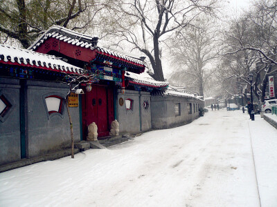 踏雪（福宝儿）。