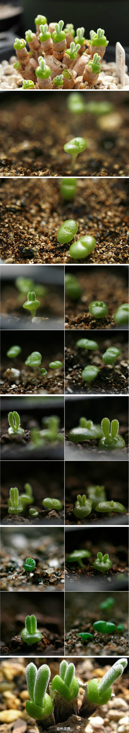 这种植物叫：“Monilaria obconica（碧光环）”番杏科多肉植物，想不想小兔兔，好可爱