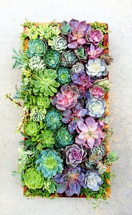 succulents