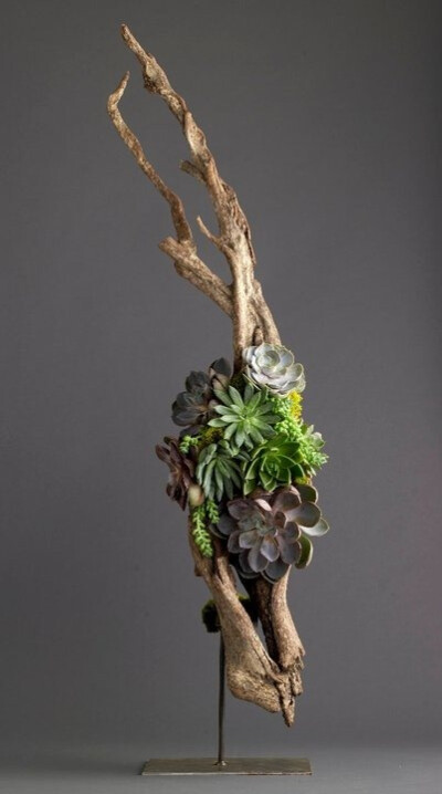 Driftwood + Succulents