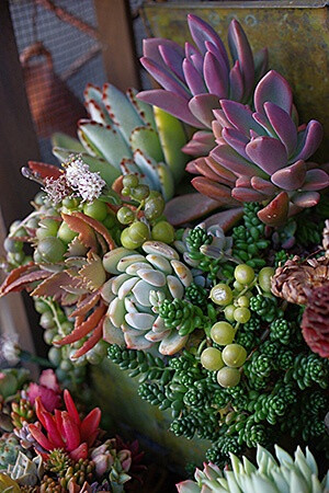 Colorful succulents