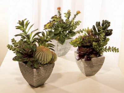 Potted Succulents: Amazingly realistic look succulents add modern flair to any decor! Chic and stylish in a variety of species. www.melroseintl.com