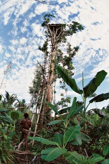 印尼伊里安查亚省的一座树屋