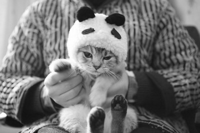 mi。猫咪熊猫装。