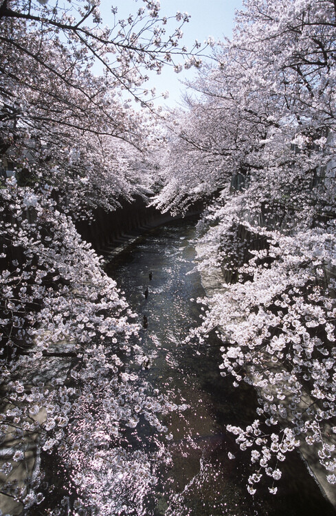 摄影,旅行,日本,日式,和风,自然,风景,视觉,色彩,花,植物,恋物