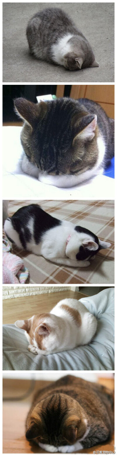 风行猫咪界的睡姿-五体投地式，可爱滴猫咪！！