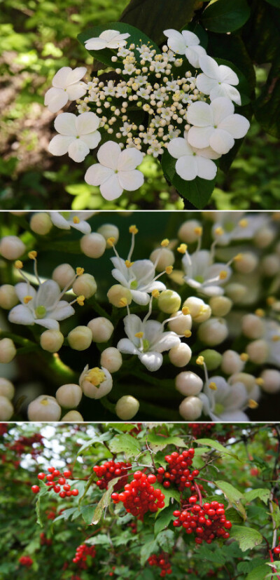 天目琼花（Viburnum sargentii）跟早前介绍的泽八绣球很相似。但它是忍冬科、荚蒾属。原产中国，发现于浙江天目山地区。花开似雪，果赤如丹，枝、叶、果都可以入药。