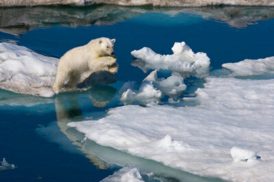 北极熊浮冰间跳跃！