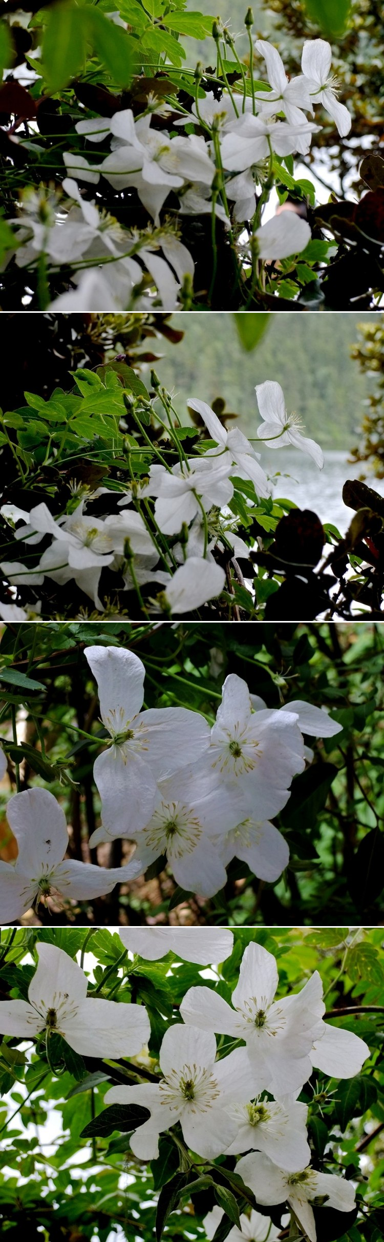 野生铁线莲-晚花绣球藤 Clematis montana var. wilsonii (by：小色阿郎)