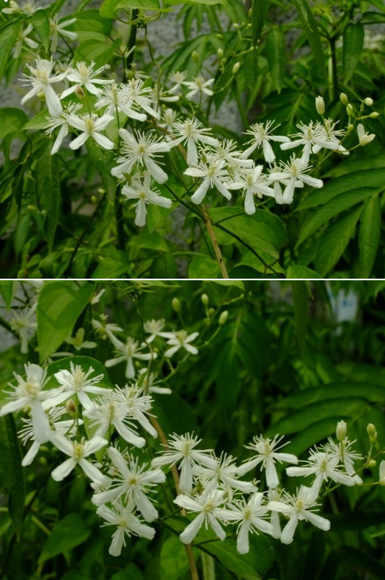 野生铁线莲小花威灵仙小木通by小色阿郎