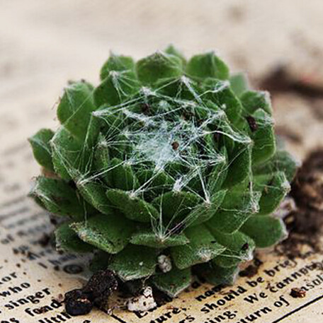 005【蛛丝卷绢】Sempervivum arachnoideum 景天科长生草属 蛛丝卷绢叶片环生，叶片扁平细长，叶片尖有白色的丝。养殖时间久了，叶尖的丝会相互缠绕，形成非常漂亮的形状，看起来就象织满了蛛丝的网，所以就叫蛛丝卷绢。