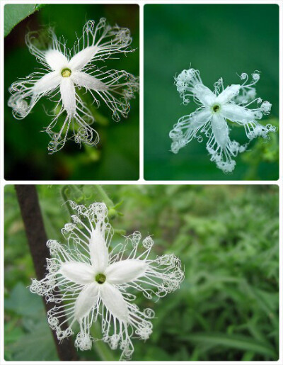 蛇瓜花，又称白娘子，是蛇瓜的花，蛇瓜别名...