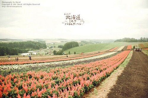 北海道的夏天 夏日 向日葵 乡间小道 北海道 堆糖 美图壁纸兴趣社区