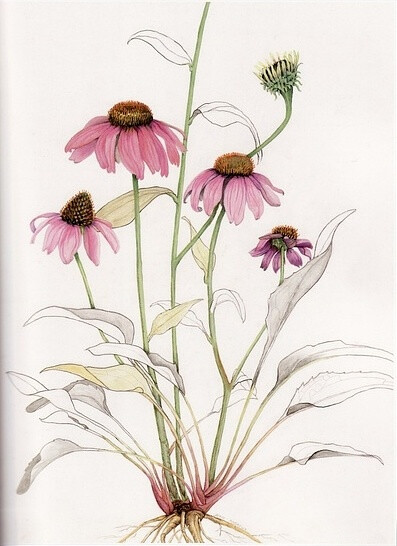 American Wildflower Florilegium by Jean Andrews