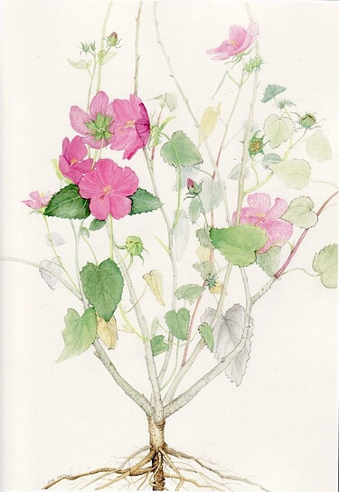 American Wildflower Florilegium by Jean Andrews