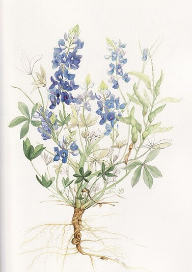 American Wildflower Florilegium by Jean Andrews