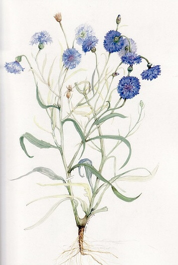 American Wildflower Florilegium by Jean Andrews