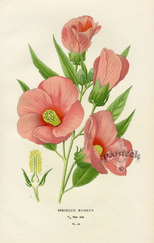 花花果果总关情