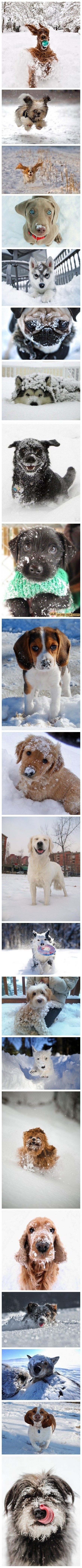 狗狗们，雪地里好玩吧