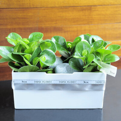 青翠組合盆栽 青翠的綠顏放入盒中，就像是把自然收進禮盒，繫上緞帶，贈與貴人。