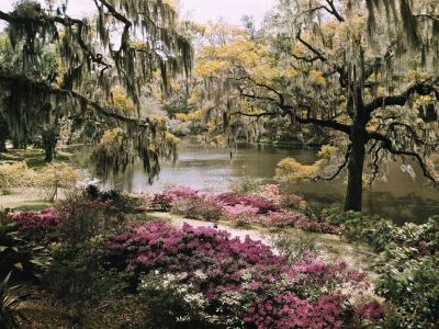 Picture of the gardens at Middleton Place in Charleston, South Carolina